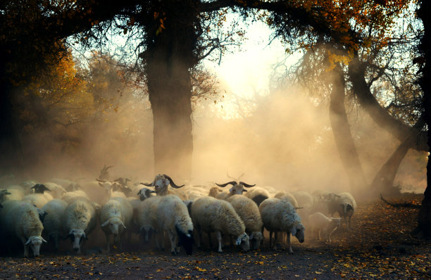 牧羊群