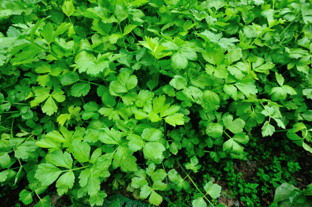 celery