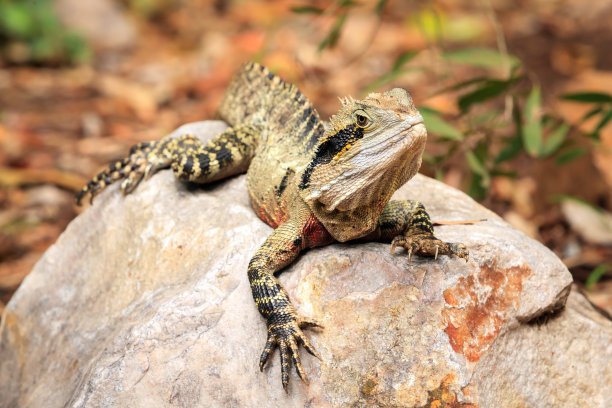 reptilia
