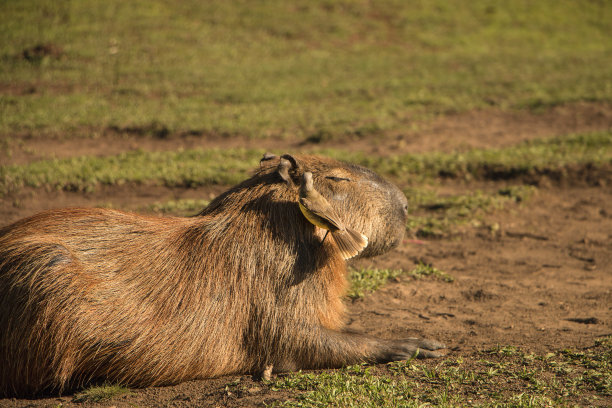 capybara
