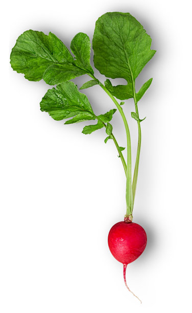 radishes