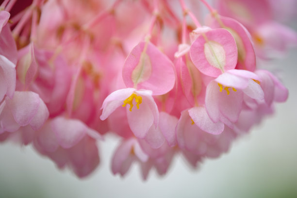 白粉色海棠花