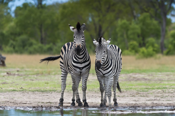 zebra