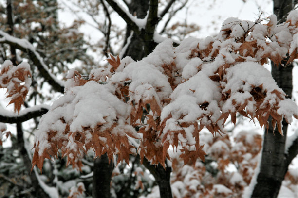 落雪的枫树枝叶