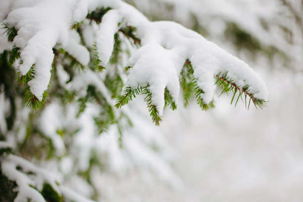 深雪