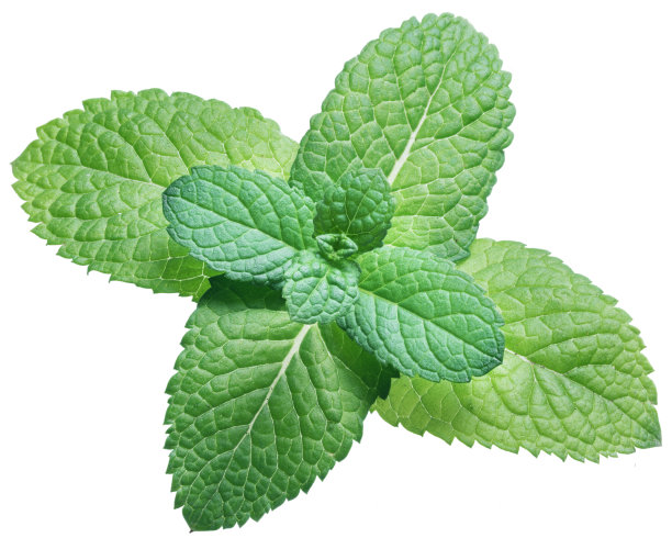 spearmint