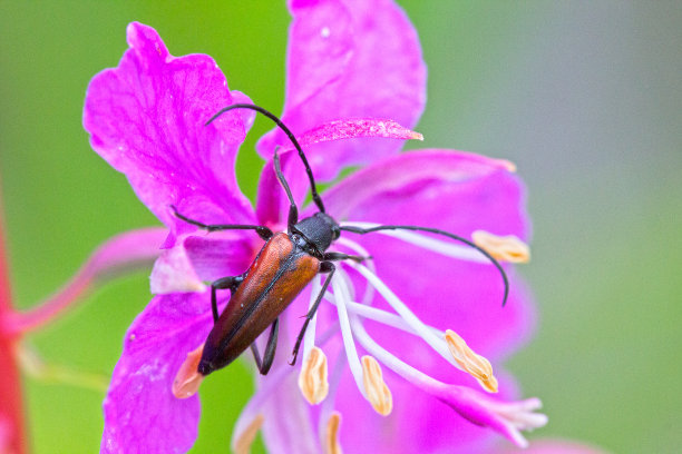 beetles