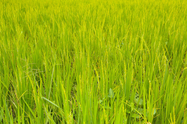绿色,稻田,农业