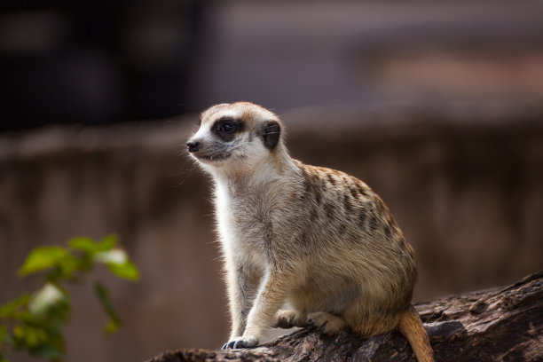 meerkat