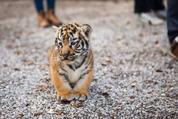 散步的老虎