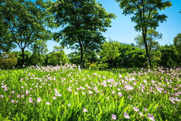 郁金香小花园