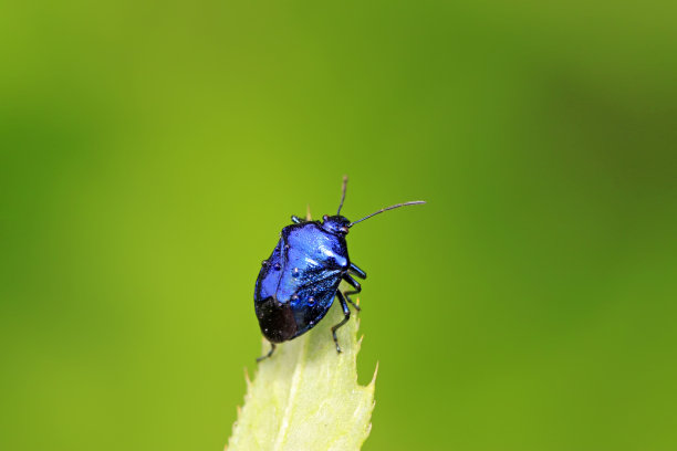 beetles