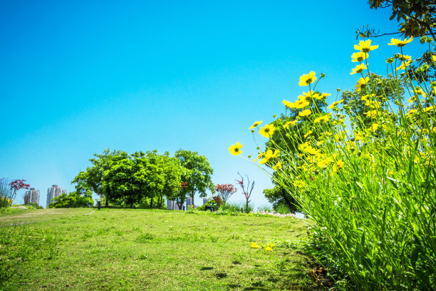 郁金香小花园