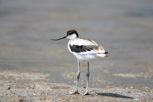 avocet