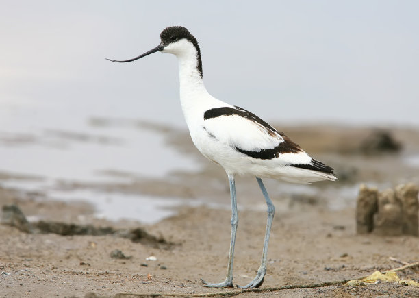avocet