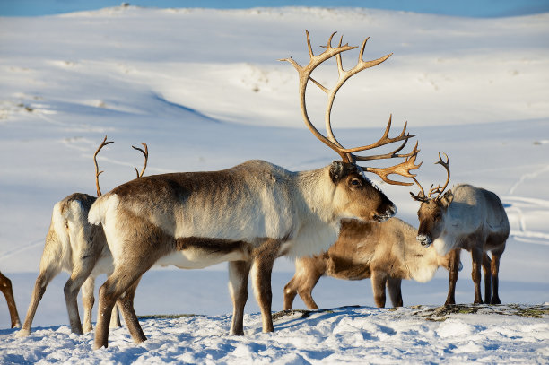 arctic