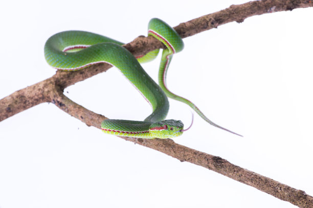 atheris