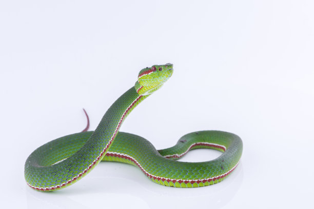 viper
