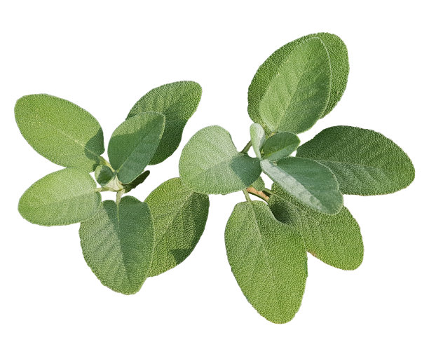 salvia