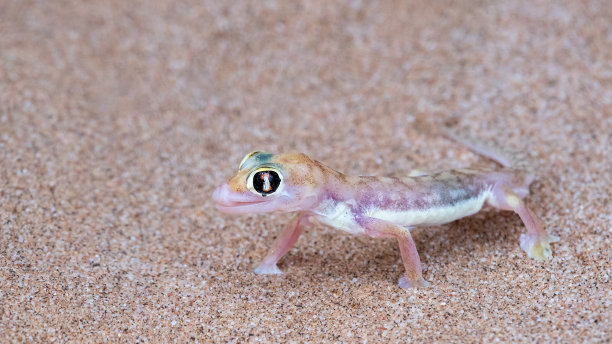 phelsuma
