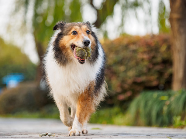 小牧羊犬