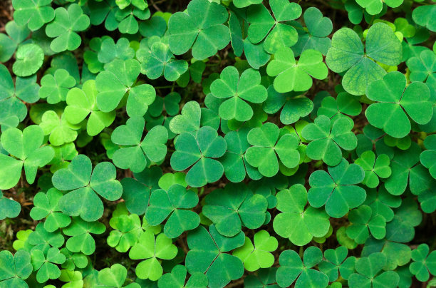shamrock