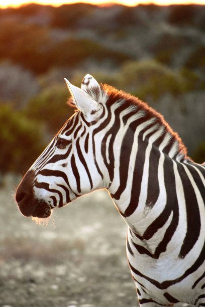 zebra