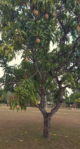 芒果树下的人
