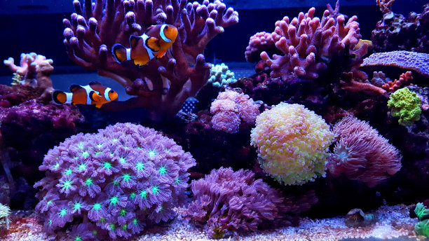 anemonefish
