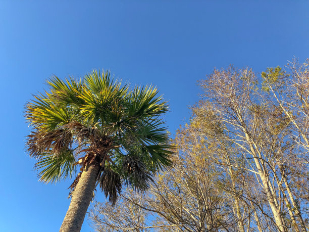 仰拍松树