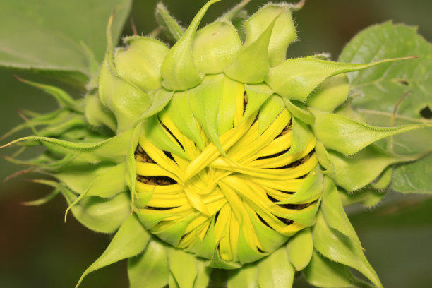 葵花种植