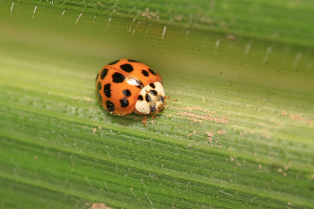 beetles