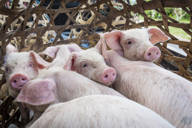 pig