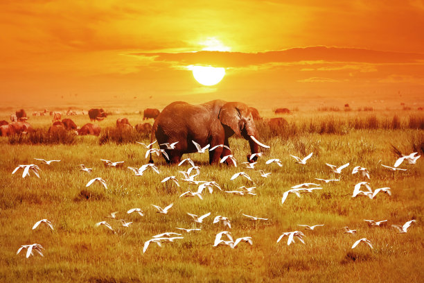 serengeti