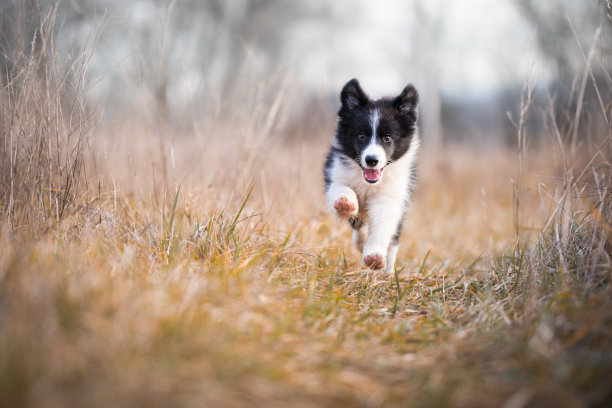 纯种犬