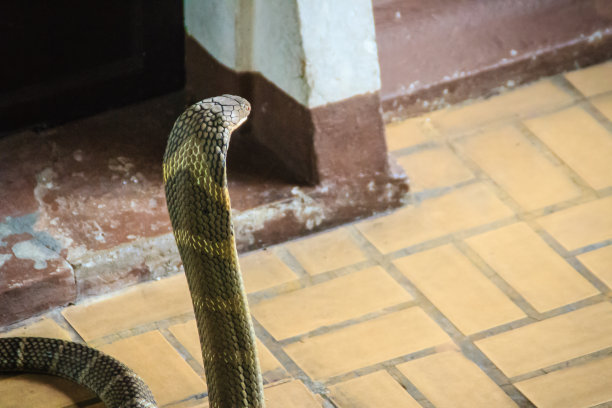 cobra