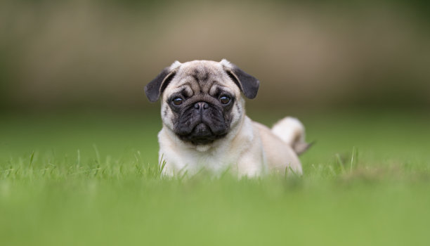 pug