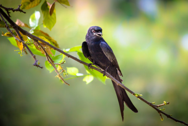 drongo