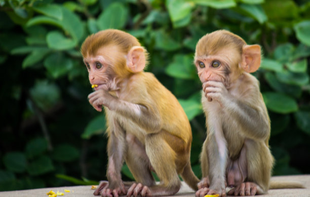 macaca