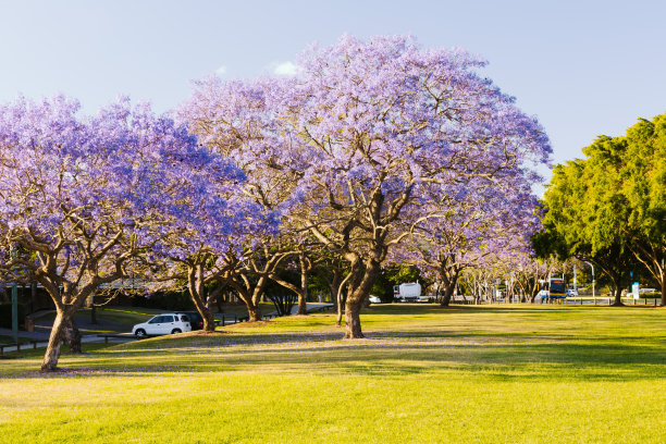 jacaranda