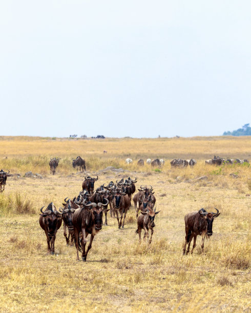 wildebeest