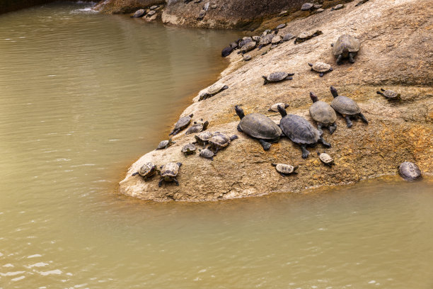 淡水龟