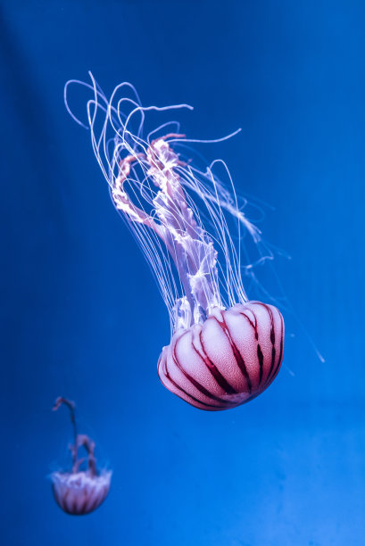 jellyfish