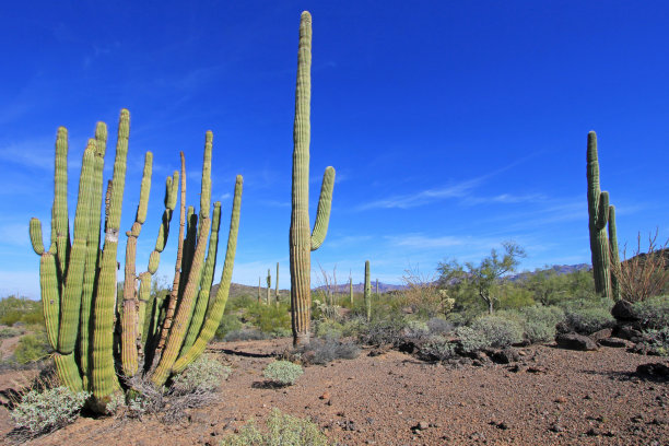 ocotillo