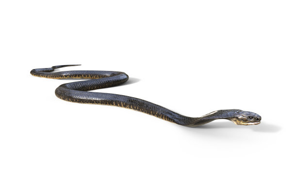 cobra