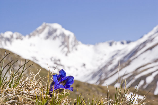 gentian
