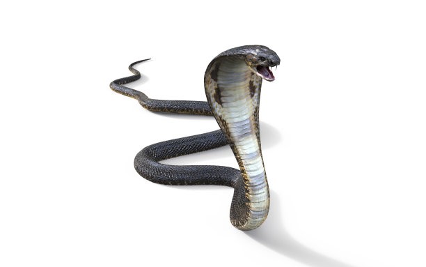 非洲蝰蛇