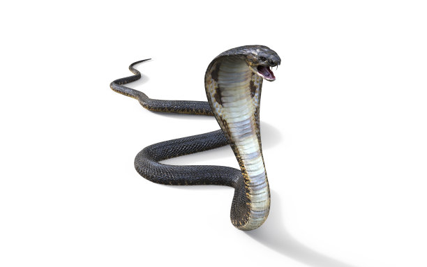 cobra