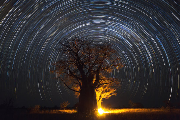baobab