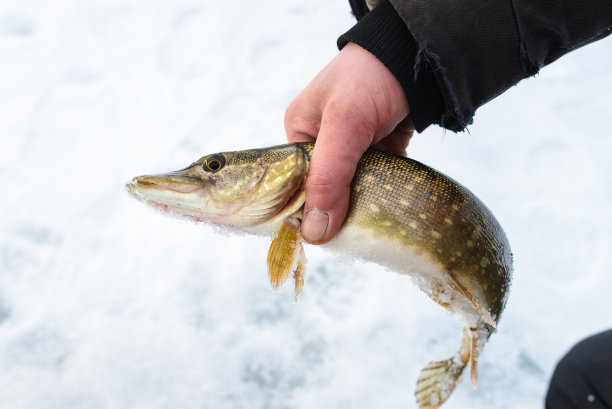 pike